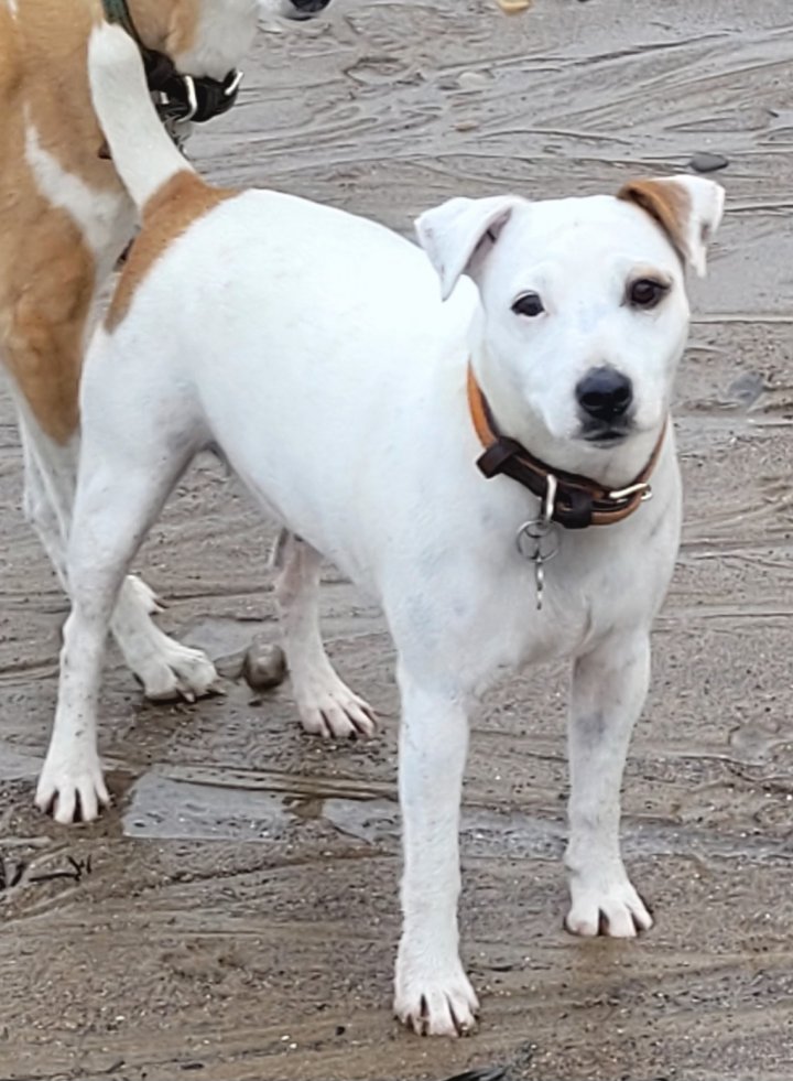 Image of lost pet