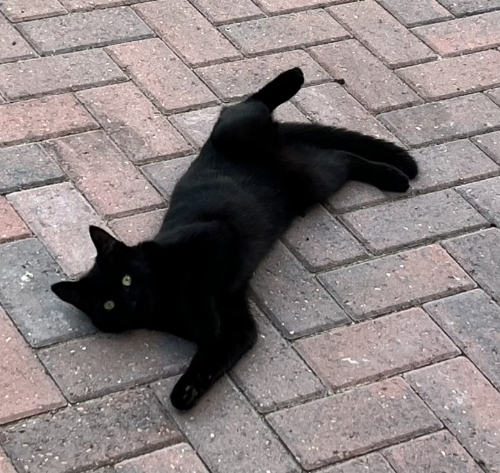 Image of lost pet