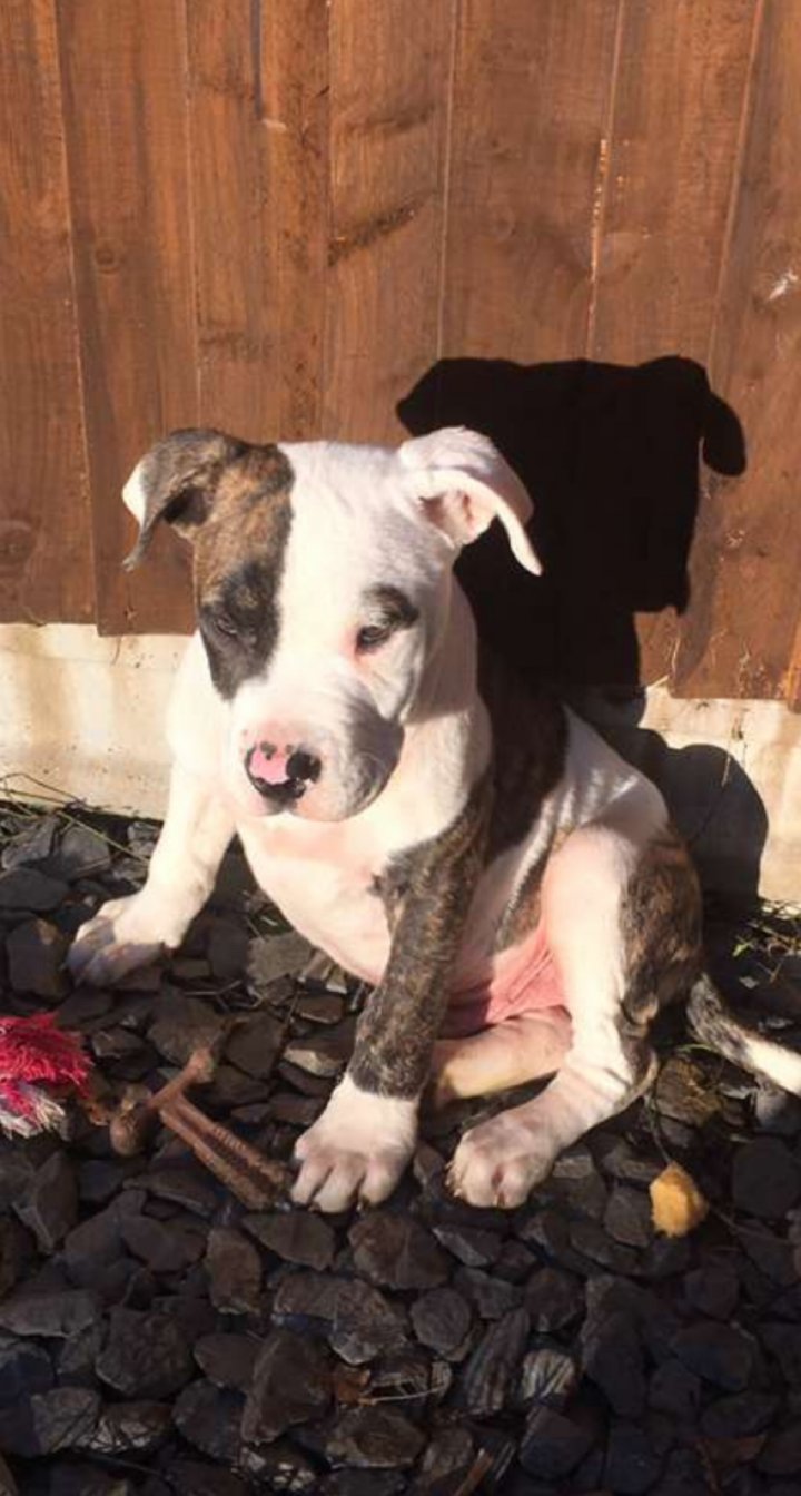 Image of lost pet