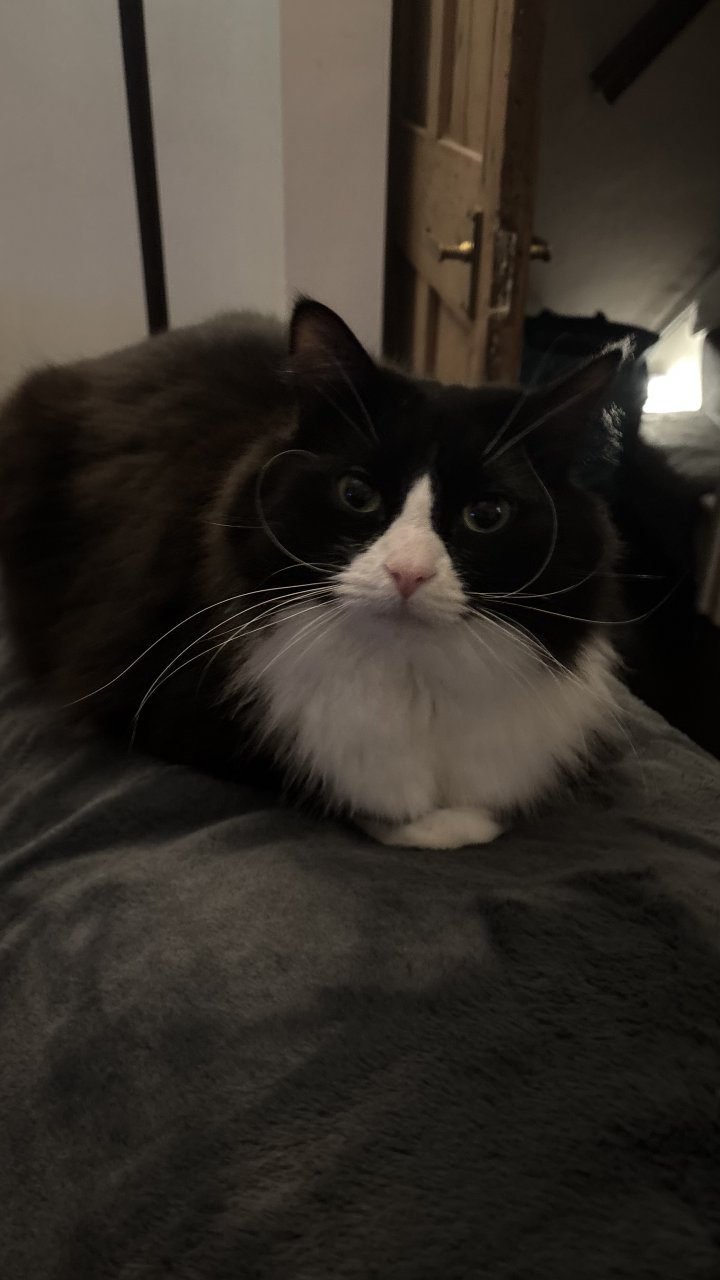 Image of lost pet