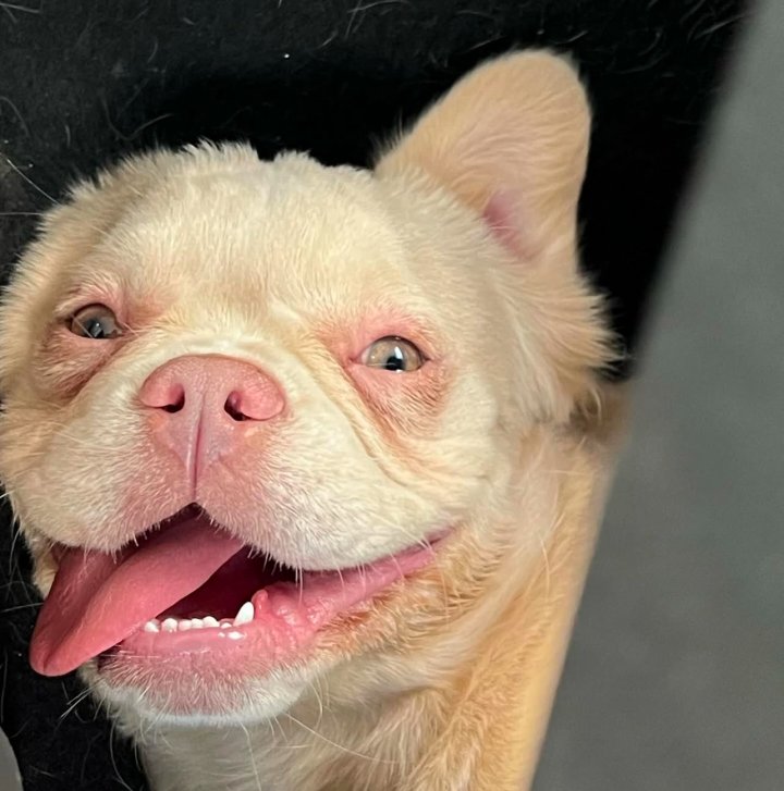 Image of lost pet