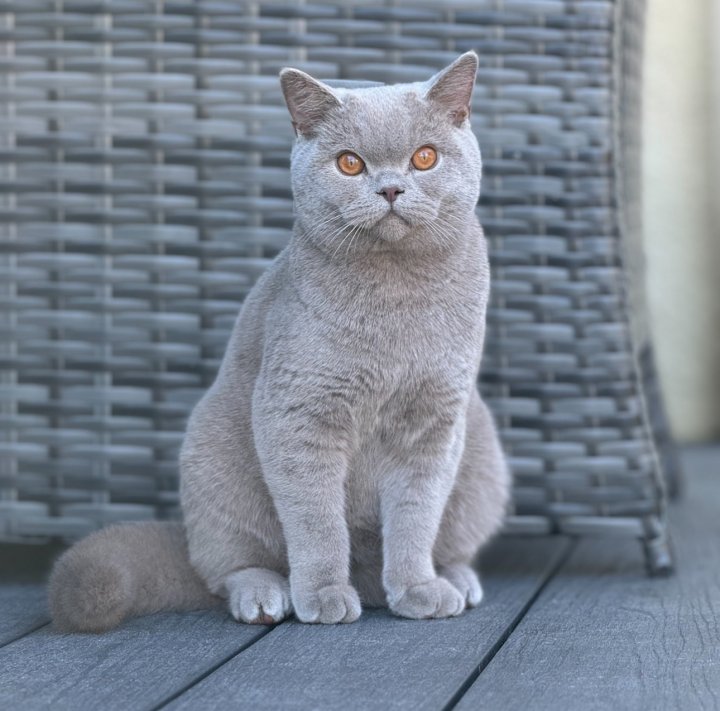 Image of lost pet