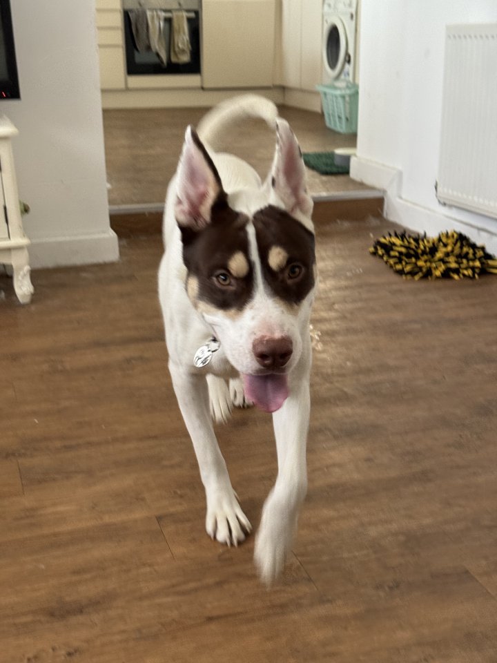 Image of lost pet