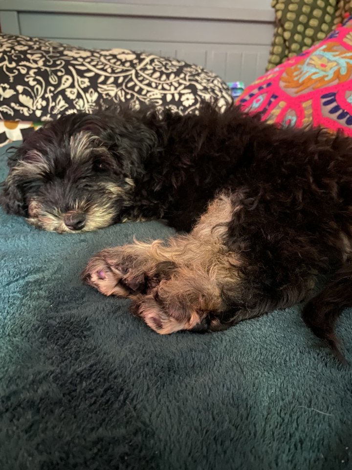 Image of lost pet
