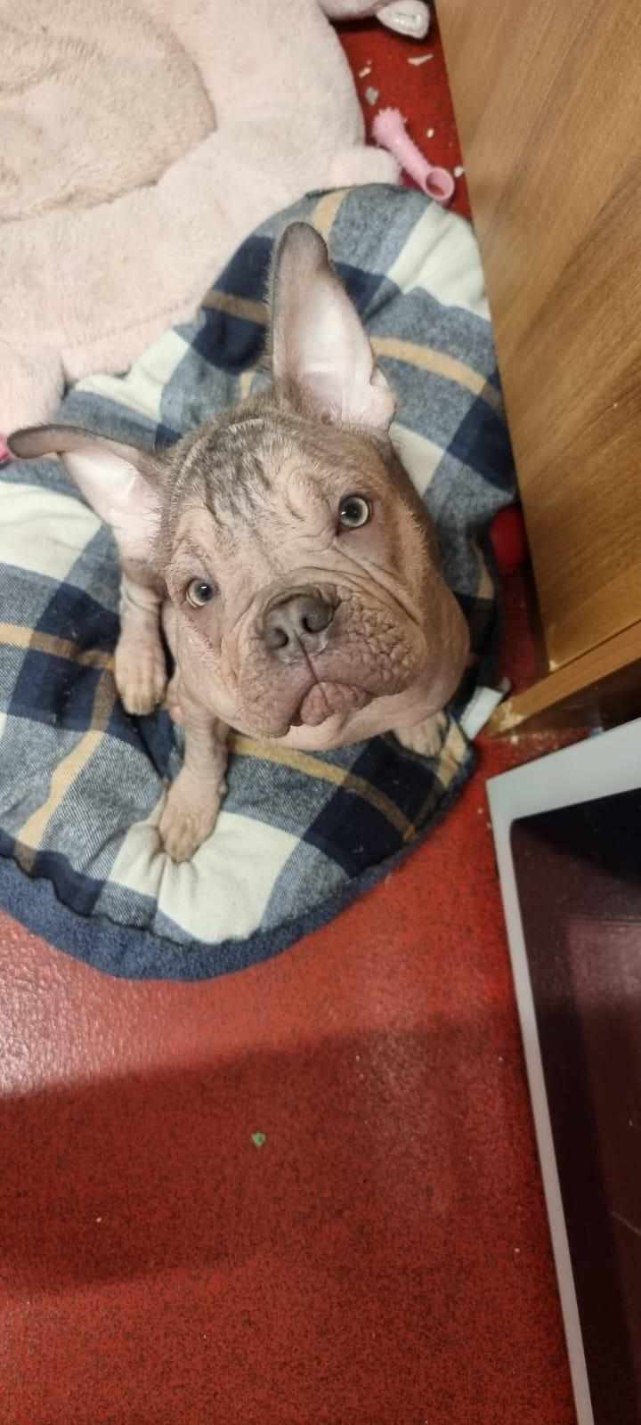 Image of lost pet