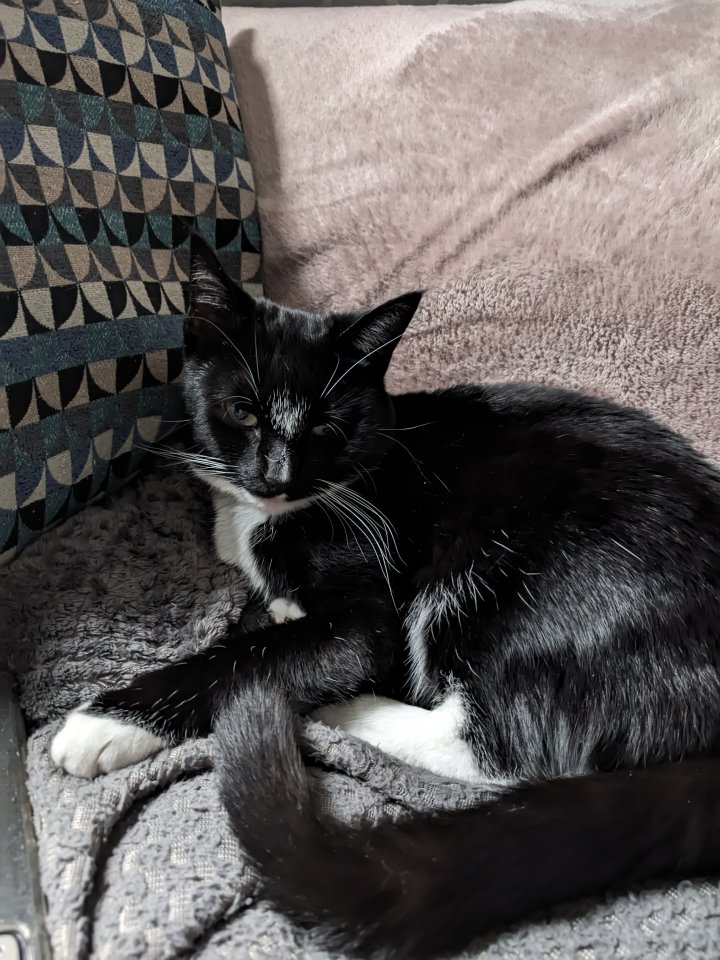 Image of lost pet