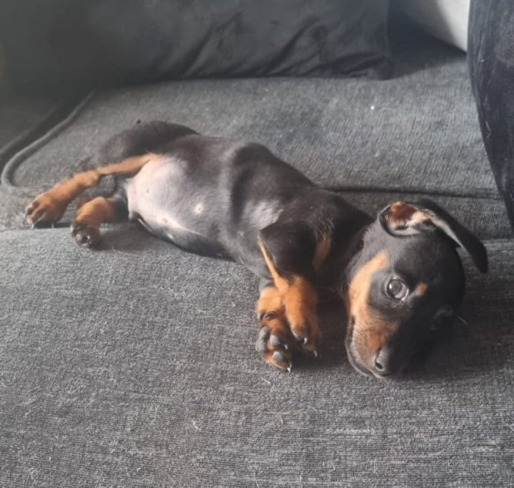 Image of lost pet