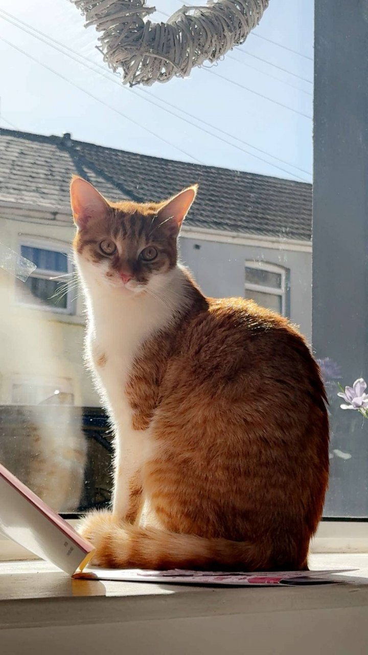 Image of lost pet