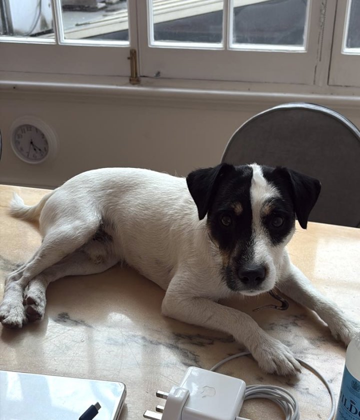 Image of lost pet