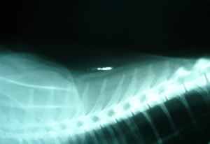 Feline Microchip implant